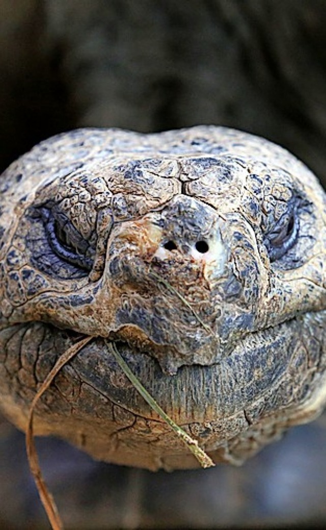 Schildkrte  | Foto: Bernd Wstneck