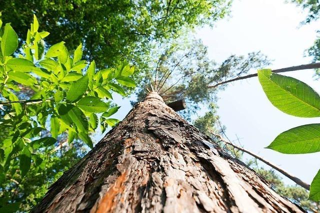 Wie man den Wald bewusst fr den Klimawandel strken kann