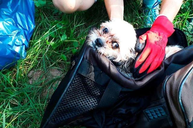 Putztrupp rettet einen Hund in einer Tasche aus der Wiese bei Steinen