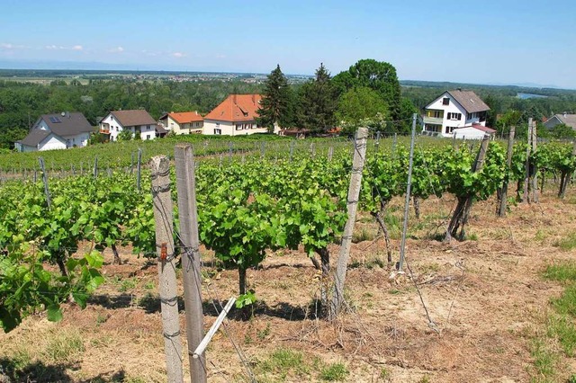 Bis zu 31 Baupltze sollen im Gebiet &#8222;Weingarten&#8220; mglich sein.  | Foto: Jutta Schtz