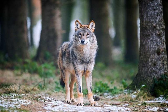 Auch in der Schweiz wird ber den Wolf gestritten