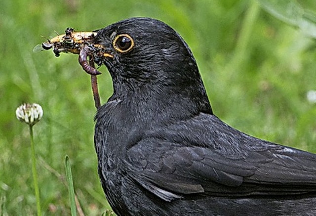 Zieht die Amsel oder bleibt sie?  | Foto: Stefan Sauer (dpa)