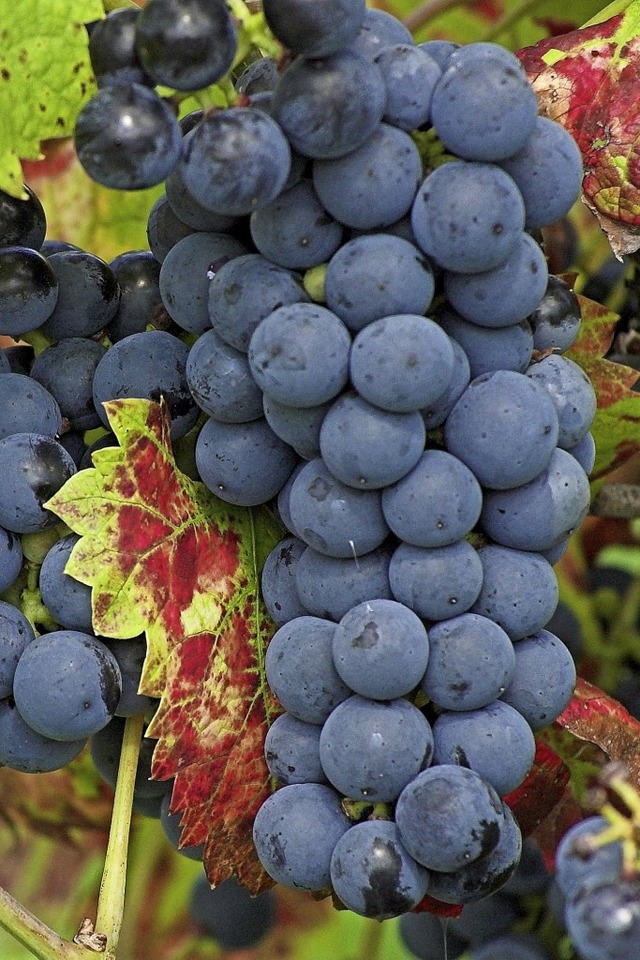 Trauben der Rotweinsorte Regent: In Me...ders hochwertigen Lesegutes gestohlen.  | Foto: Siegfried Gollrad