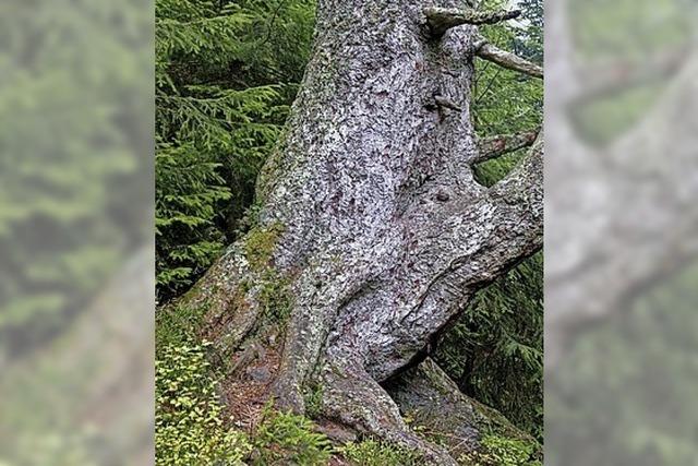 Freiburger Stadtgeschichte und Neues aus dem Wald