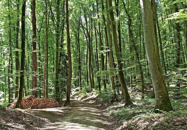 Der Wald (Symbolbild) ist ein wichtige...et und -angebot,  auch in Herbolzheim.  | Foto: Martin Wendel
