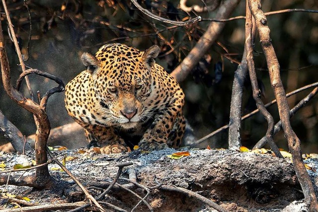 Von den Brnden bedroht: ein Jaguar im Pantanal.  | Foto: Andre Penner (dpa)