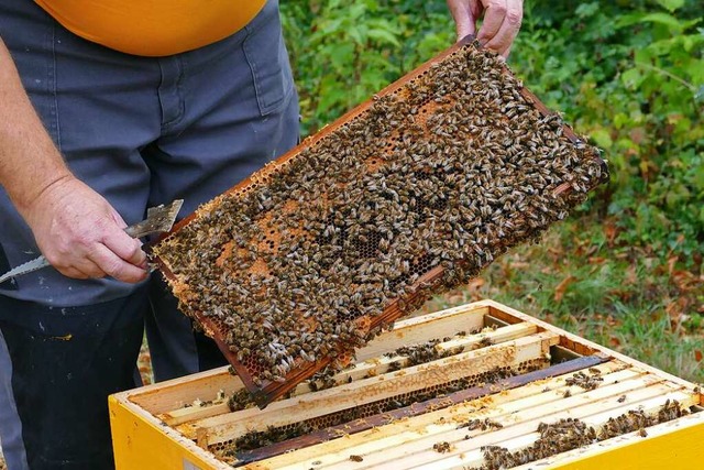 Ein Bienenvolk.  | Foto: Dora Schls