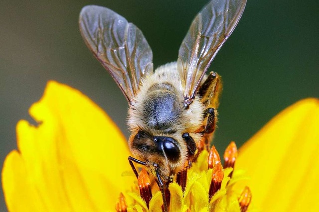 Eine Honigbiene sammelt Nektar.  | Foto: yod77 (stock.adobe.com)