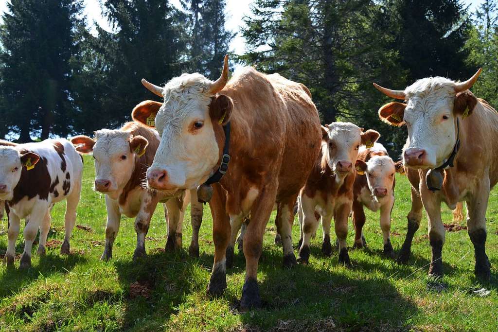 This is how important the Hinterwlder cattle are for the southern Black Forest – district of Breisgau-Hochschwarzwald