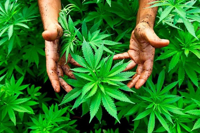 Cannabis-Pflanzen, aus denen Marihuana hergestellt wird.  | Foto: ABIR SULTAN