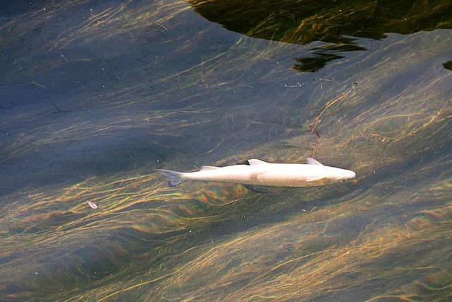 Mit Kalk belastetes Wasser lässt Fische in Simonswald verenden