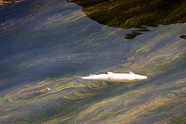 Ein toter Fisch in einem Fluss (Symbolbild)  | Foto: Melanie Duchene (dpa)