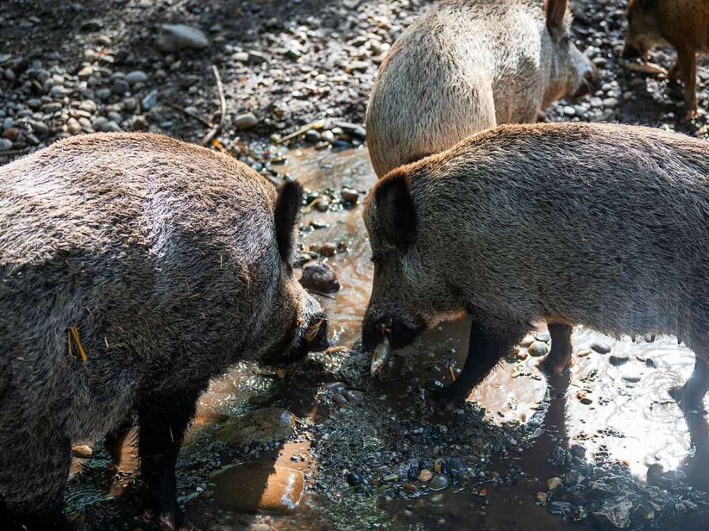 Die Wildschweine bekommen die Reste.