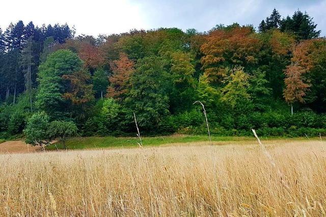 Forstchef sieht im Kreis Lrrach 