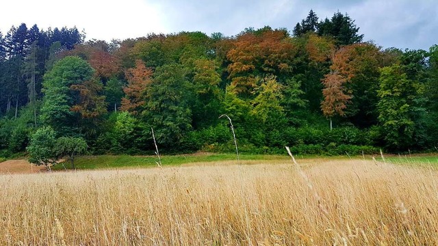 Dramatisch nehmen  die Waldschden  im...rbten  Buchenwald bei Hausen im Juni.  | Foto: Gerald Nill