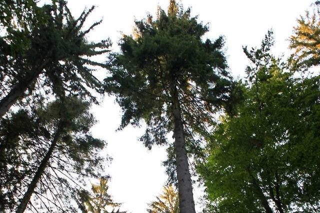 Der Klimawandel setzt dem Friesenheimer Gemeindewald zu