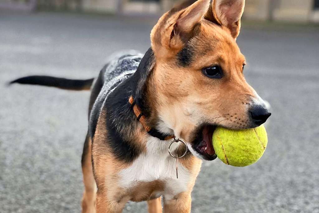 Gemeinsames Spielen ist wichtig für Hund und Herrchen ...