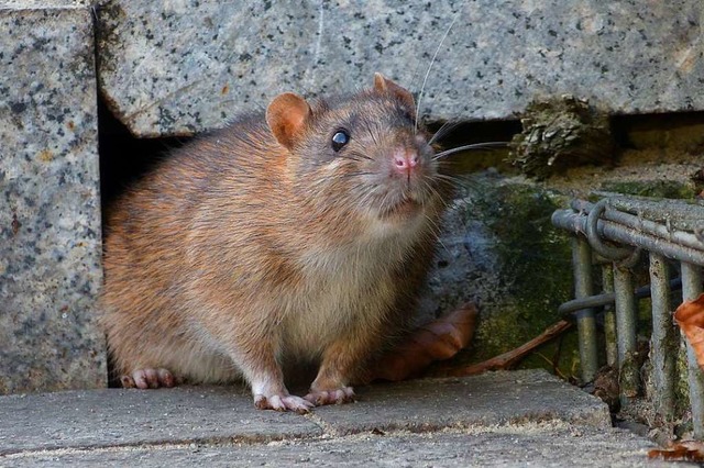 Eine Ratte in der Stadt: Den Nagern ge...oderner Technik ans Fell (Symbolbild).  | Foto: lberlik  (stock.adobe.com)