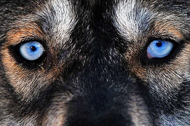 Zwei groe Hunde, vermutlich Huskys ha...mit Schafen und Ziegen aufgescheucht.   | Foto: dpa