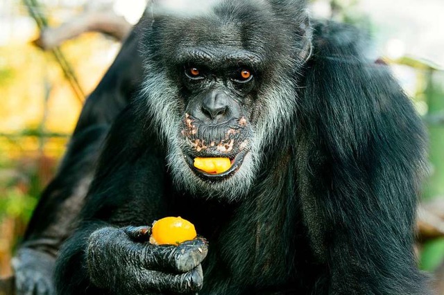 Am 31. August 1970 kam Schimpanse Benn... ist er ein Star unter den Zoo-Tieren.  | Foto: Sina Schuldt
