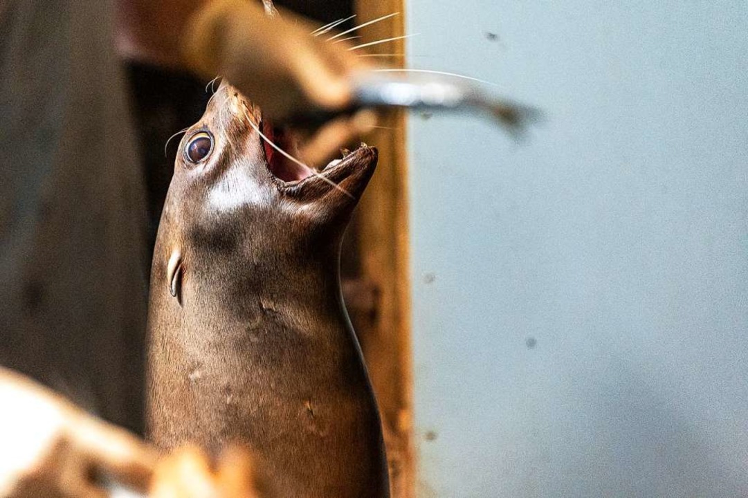 Die Seelöwinnen werden gefüttert.  | Foto: Jonas Hirt