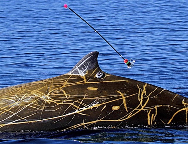 Ein Cuvier-Schnabelwal wird mit einem Sender ausgestattet.  | Foto: Erin A. Falcone