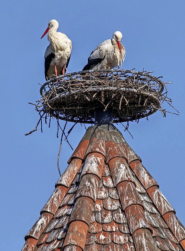 Das Nest auf dem Storchenturm (hier im Mrz 2020) wird gereinigt.  | Foto: Wolfgang Hoffmann/Nabu