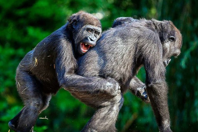 Auch Affen seien &#8222;hochintelligen...eit es zur Begrndung der Initiative.  | Foto: Ben Birchall (dpa)