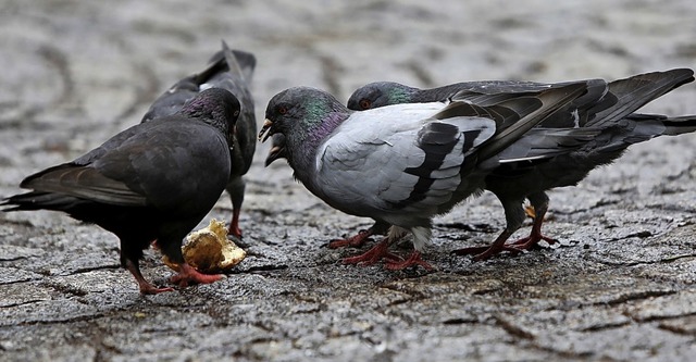 Bekommen Lahrer Tauben einen Unterschlupf?   | Foto: Christoph Breithaupt