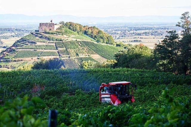 Weintrauben im Breisgau weisen dieses Jahr hochwertige Qualitt auf