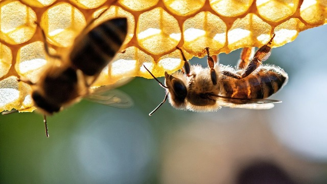 Wo die Bienen ihren Nektar gesammelt h...er dem Honigglas hufig nicht ansehen.  | Foto: Sebastian Gollnow