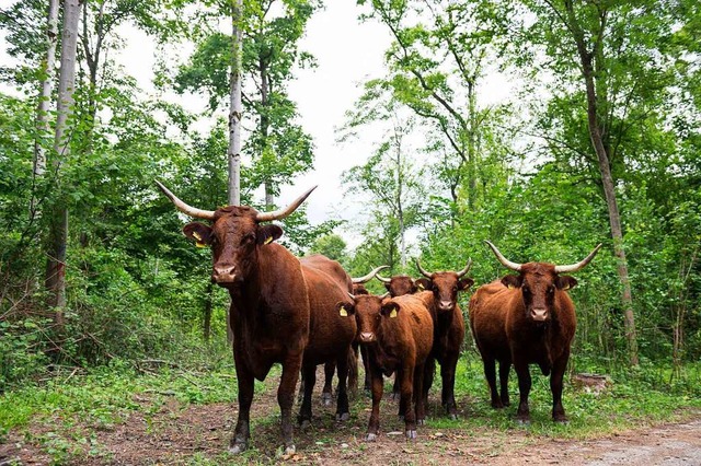 Wilde Weiden:  Bei Kappel-Grafenhausen... und Pferde auf Wiesen und in Wldern.  | Foto: Daniel Schoenen