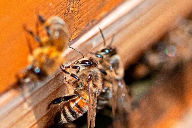 Bienen bei der Arbeit  | Foto: Wolfgang Scheu