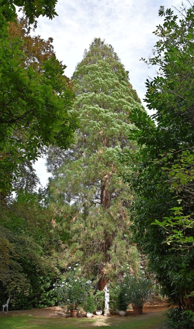 Der Mammutbaum beim Grenzacher Schlssle ist etwa 33 Meter hoch.  | Foto: Heinz und Monika Vollmar