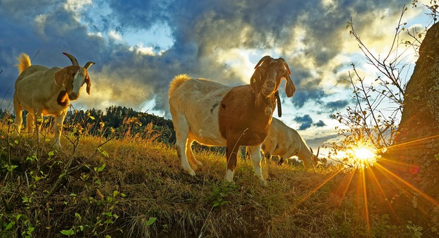   | Foto: Bernhard Wrzburger