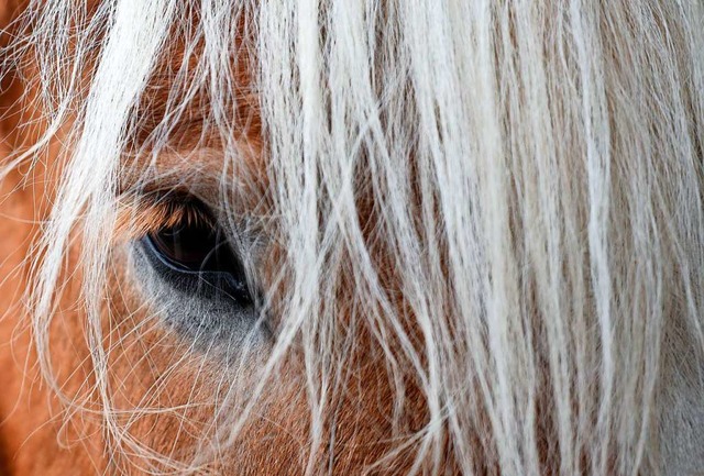 ber 150 Pferde wurden in Frankreich s...es schwer durch Zoosadisten  verletzt.  | Foto: Ralf Hirschberger