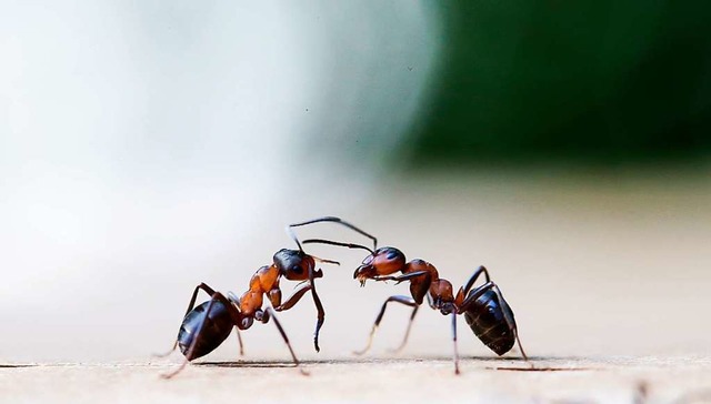 In Wald und Flur haben Ameisen ihre Funktion, in Wohnungen sind sie unerwnscht.  | Foto: Ulrich Perrey