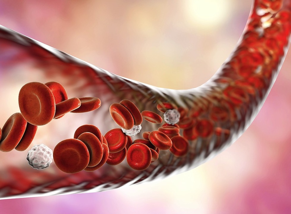 Immer unterwegs: rote und weiße Blutkörperchen in einem Blutgefäß  | Foto: Kateryna_Kon  (stock.adobe.com)