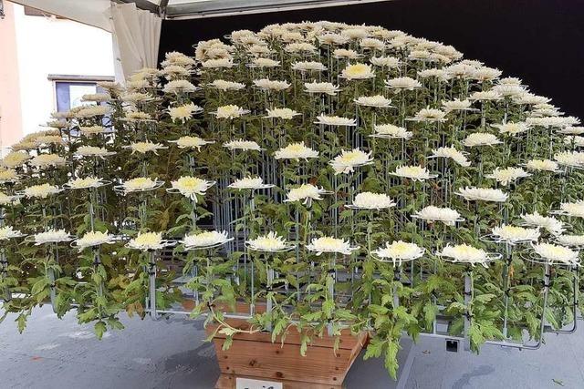 Auch ohne Chrysanthema gibt es Blumenschmuck – und einen Ozukuri im Stadtpark