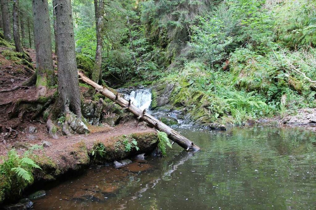 In der Rtenbachschlucht  | Foto: Michael Saurer