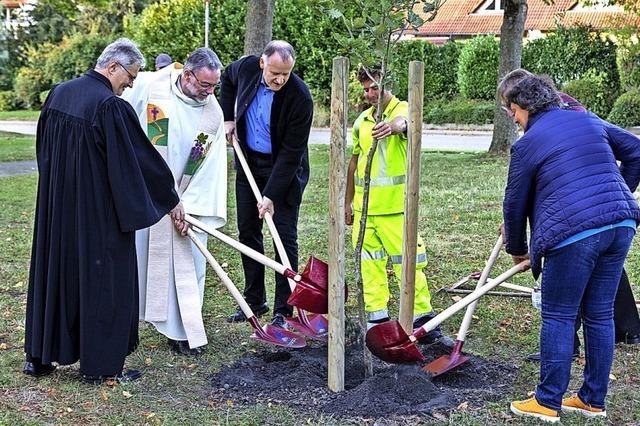 Neuer Baum der Hoffnung gepflanzt