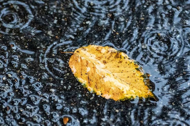 Regen fllt unser Grundwasser auf.  | Foto: Armin Weigel (dpa)