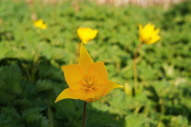 Wilde Tulpen am Tllinger Berg  | Foto: Claudia Salach