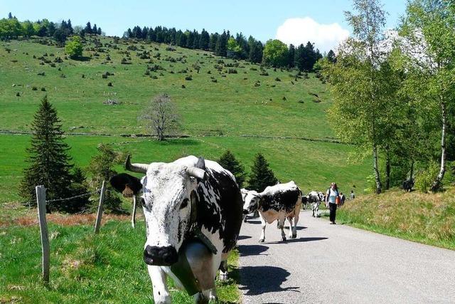 Eine Wanderung hinauf auf den Petit Ballon in den Vogesen