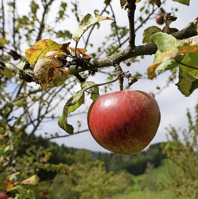 Das Obst von stdtischen Streuobstwies...Darauf weist die Stadtverwaltung hin.   | Foto: Patrick Seeger (dpa)