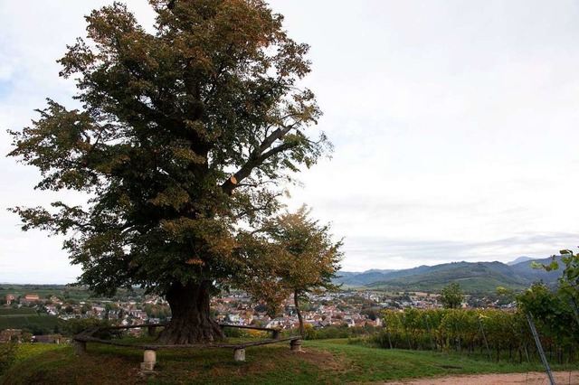 Experten empfehlen, den kranken Baum zu fllen.  | Foto: Volker Mnch