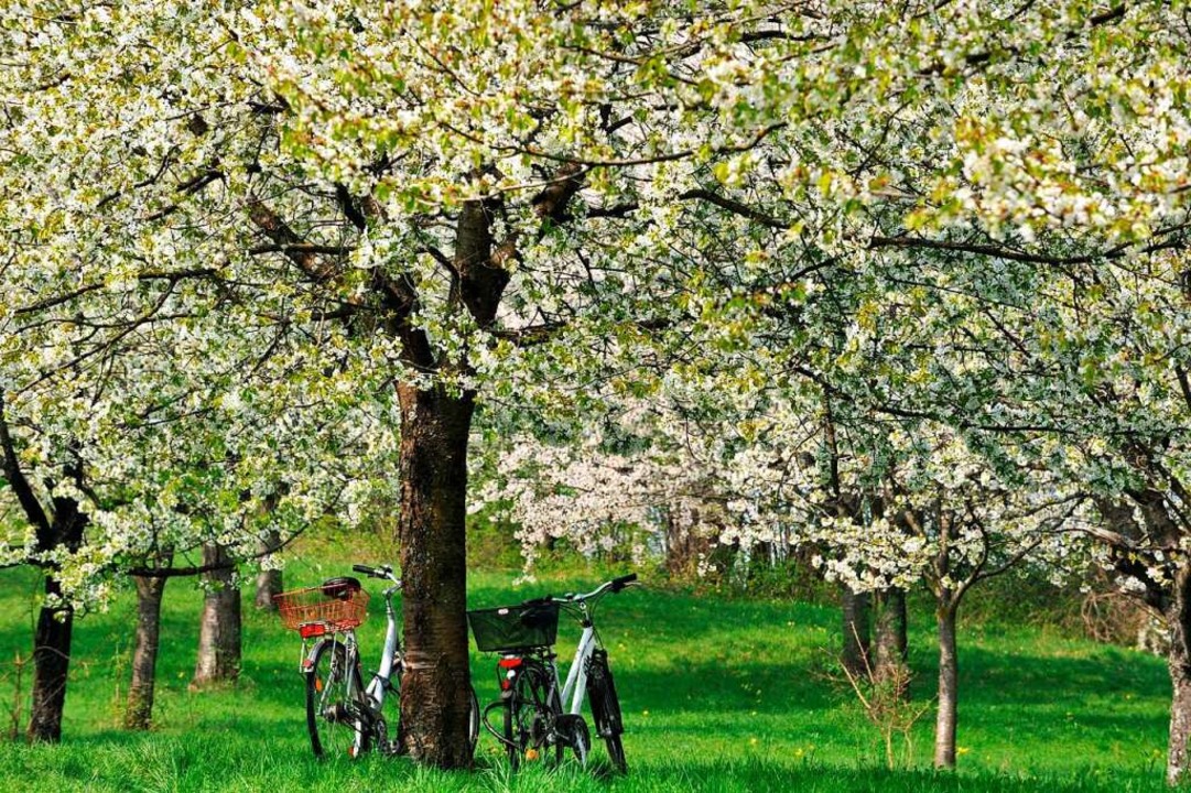 Blütenreich: Kirschbäume im  Eggenertal bei Schliengen  | Foto: A2070 Rolf Haid