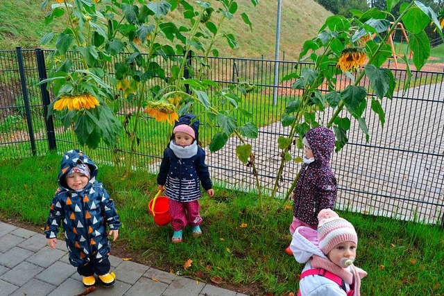 Die Jngsten spielen gerne unter den groen Sonnenblumen.  | Foto: Liane Schilling