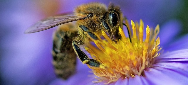 Rund um Wehr gibt es eher wenig Wildbienen, dafr aber viele Wespen.  | Foto: Monika Skolimowska