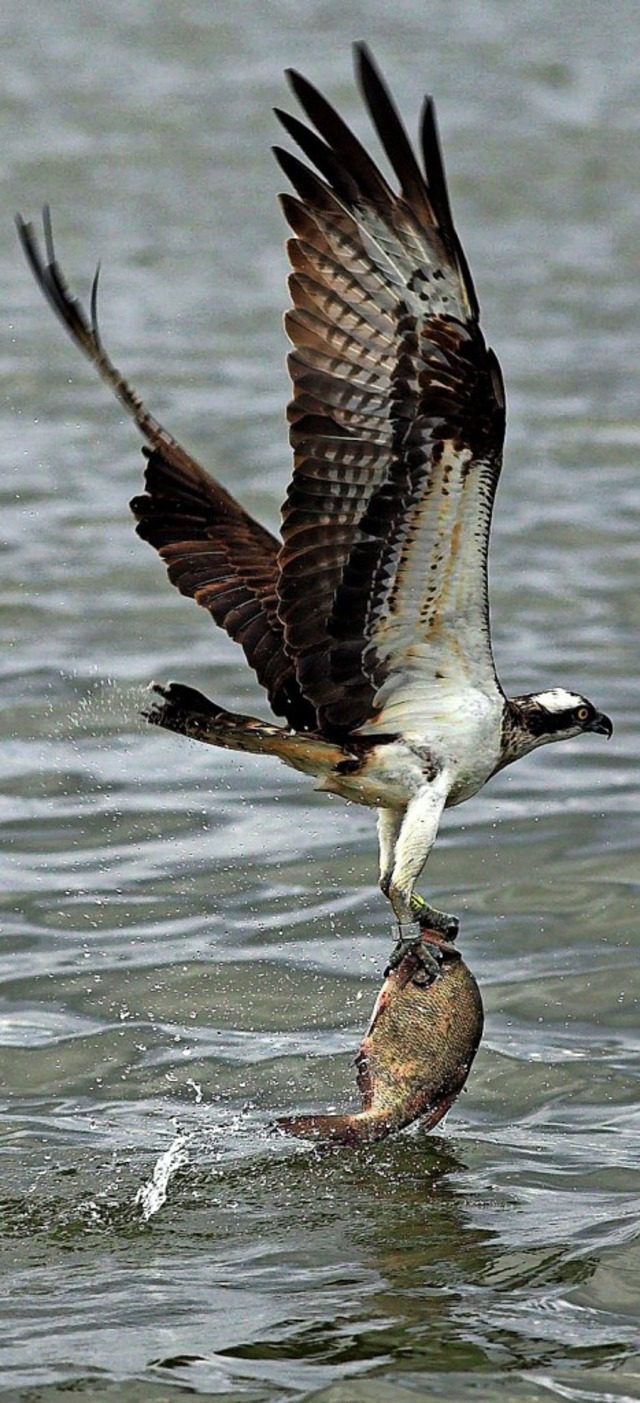 Ein Fischadler auf Beutezug   | Foto: usage worldwide, Verwendung weltweit